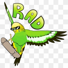 Rad Budgie , Png Download - Cute Budgie Drawing, Transparent Png - budgie png