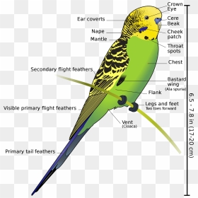 Budgerigar Diagram, HD Png Download - budgie png