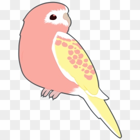 Budgie Drawing Parrot - Budgerigar, HD Png Download - budgie png