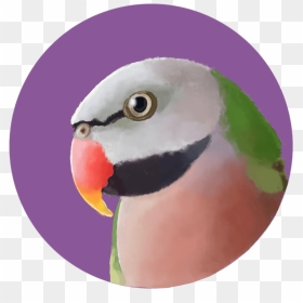 Budgie , Png Download - Budgie, Transparent Png - budgie png