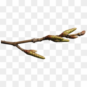 Bgtransp 8bit 20130322hainbuche Hockenheim08 - Gambel Oak, HD Png Download - 8bit png