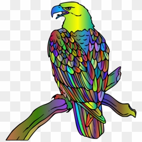 Macaw, HD Png Download - budgie png