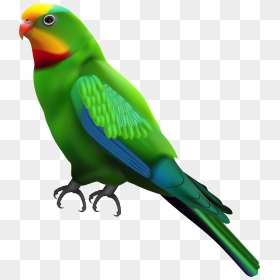 Budgie At Getdrawings Com, HD Png Download - budgie png