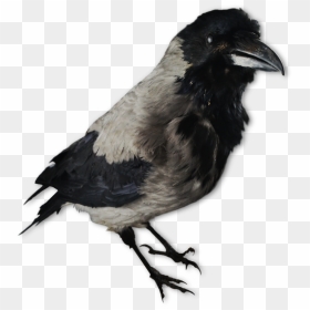 Image Of A Crow Decoy - Crow Decoys, HD Png Download - the crow png