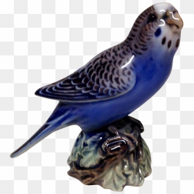 Budgerigar, HD Png Download - budgie png