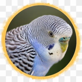 Budgie Parakeet - Budgie, HD Png Download - budgie png