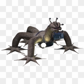 Weevil, HD Png Download - facehugger png
