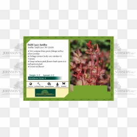Delft Lace Astilbe Benchcard - Gypsywort, HD Png Download - lace overlay png