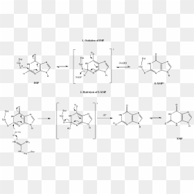 Imp Dehydrogenase Mechanism - Xmp To Gmp Mechanism, HD Png Download - imp png