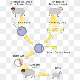 Sheep Cloning Flow Chart, HD Png Download - dolly png