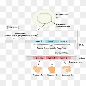 Uses Of Bacterial Operon In Transgenic Plant, HD Png Download - gene png