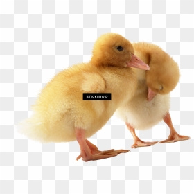 Donald Duck Head , Png Download - Duck, Transparent Png - duck head png