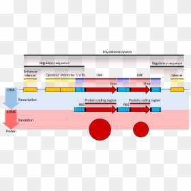Gene Structure Prokaryote 2 Annotated - Prokaryotic Gene Structure, HD Png Download - gene png