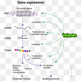 Dogma Molecular Biology - Gene Expression Biology, HD Png Download - gene png
