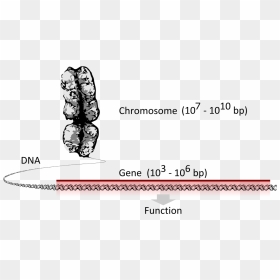 Chromosome Dna Gene , Png Download - Chromosome Dna Genes Svg, Transparent Png - gene png