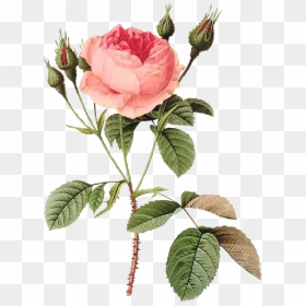 #rosas #roses #drawing #draw #dibujo #png #tumblr #aesthetic - Pierre Joseph Redoute Rose, Transparent Png - dibujos tumblr png