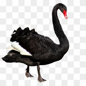 Black Swan, HD Png Download - black swan png