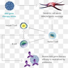 Diagram, HD Png Download - gene png