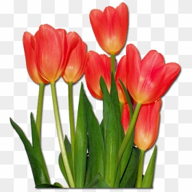 Tulip Orange Color Flowers, HD Png Download - dibujos tumblr png