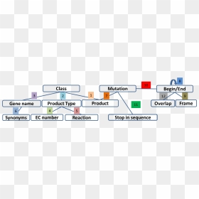 - - / - - / Images/user Schema Coherence - Procedure Manual, HD Png Download - gene png