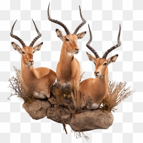 Three Impalas Taxidermy - Antler, HD Png Download - impala png