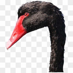 Photo Close-up Of Black Swan Head - Black Swan Head, HD Png Download - black swan png