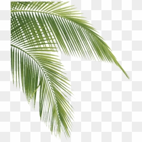 After Three Decades In Business, We"ve Discovered The - Palm Tree Leaves Transparent, HD Png Download - palmeiras png