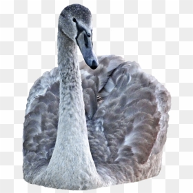 Portable Network Graphics, HD Png Download - black swan png