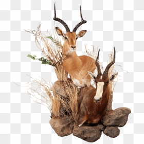 Impala And Blesbok Wall Pedestal - Reindeer, HD Png Download - impala png