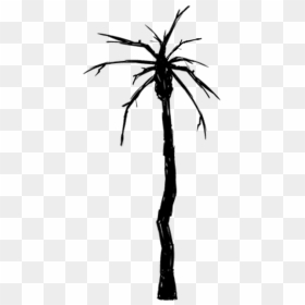 Palm Tree Burnt - Burnt Palm Tree, HD Png Download - burnt png