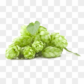 Hops Clipart Hop Flower - Hops Png, Transparent Png - hop png
