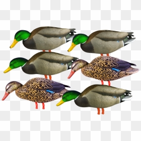 Avery Pg Full Body Mallard Feeders Flocked Head - Mallard, HD Png Download - duck head png