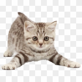 Kitten Png Clipart - Kittens To Copy And Paste, Transparent Png - kitten clipart png
