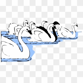 Art,text,beak - Many Swans Clipart, HD Png Download - black swan png