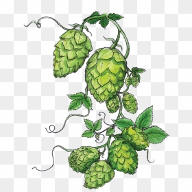 Hops Clipart Vintage - Hops Clipart, HD Png Download - hop png
