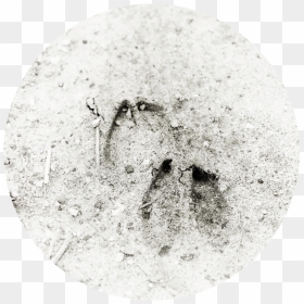 The Only Name (1000x1494), Png Download - Circle, Transparent Png - deer tracks png