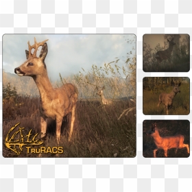 Thehunter Wikia - Hunter Call Of The Wild Roe Deer, HD Png Download - deer tracks png
