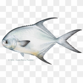Permit Fish Drawing , Png Download - Permit Fish Vs Pompano, Transparent Png - fish drawing png