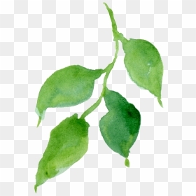 Hop Hornbeam , Png Download - Pride Of India, Transparent Png - hop png