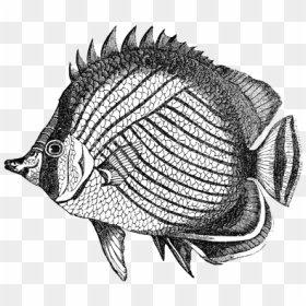 Complex Fish Drawing, HD Png Download - fish drawing png