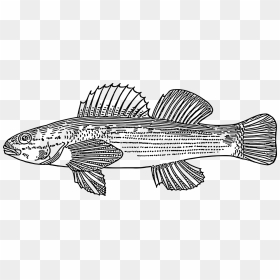 Fish Drawing Computer Icons Download - Drawings Of Darter Fish, HD Png Download - fish drawing png