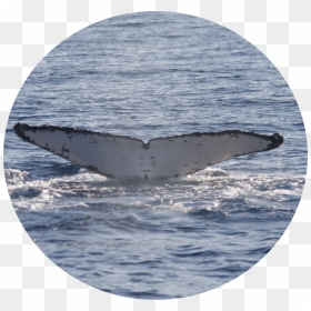 Ptt34350 - Sea, HD Png Download - whale tail png