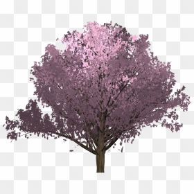 Red Bud, HD Png Download - pink tree png