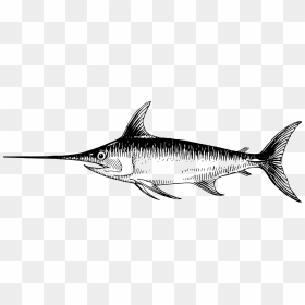 Swordfish Fish Transprent Png - Swordfish Black And White, Transparent Png - fish drawing png