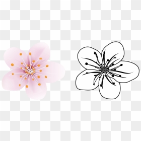 Cherry Blossom Vector Illustration - Windflower, HD Png Download - cherry blossom vector png