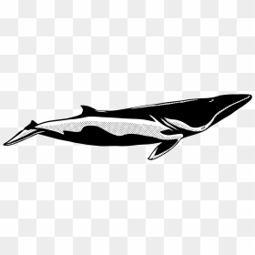 Blue Whale, HD Png Download - whale tail png