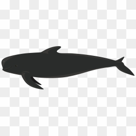 Cartilaginous Fish, HD Png Download - whale tail png