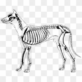 Bones Clipart Sketch Dog - Dog Skeleton Anatomy, HD Png Download - clifford the big red dog png
