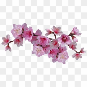 Nectarine Tree Flowers Drawing, HD Png Download - pink tree png