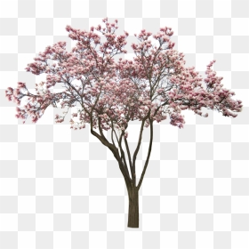 #tree #pink #pinktree #cherry #cherrytree #park #freetoedit - Americanmuslim, HD Png Download - pink tree png